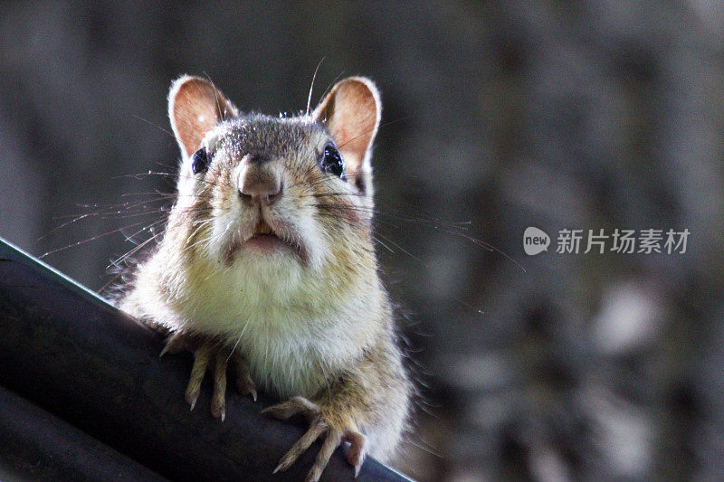 加拿大:东部花栗鼠(Tamias striatus)